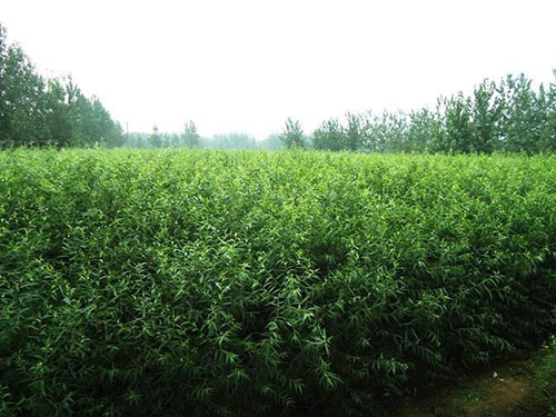 苗木种植基地