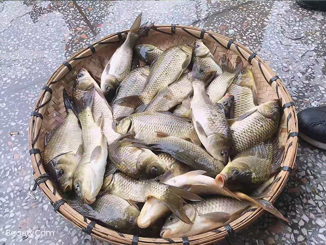 鱼