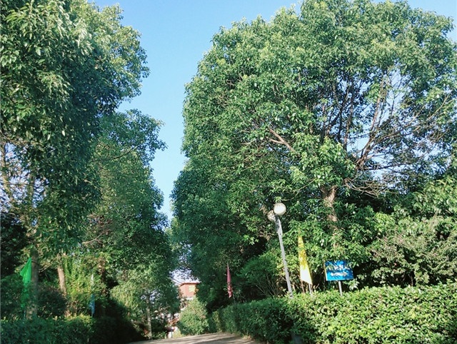 农庄风景